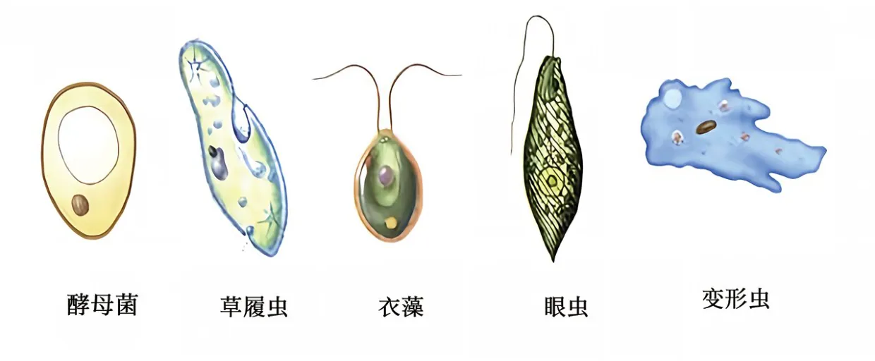 原书插图
