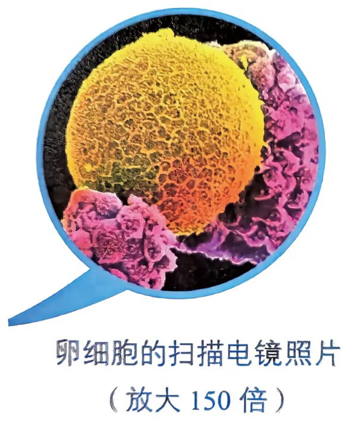原书插图