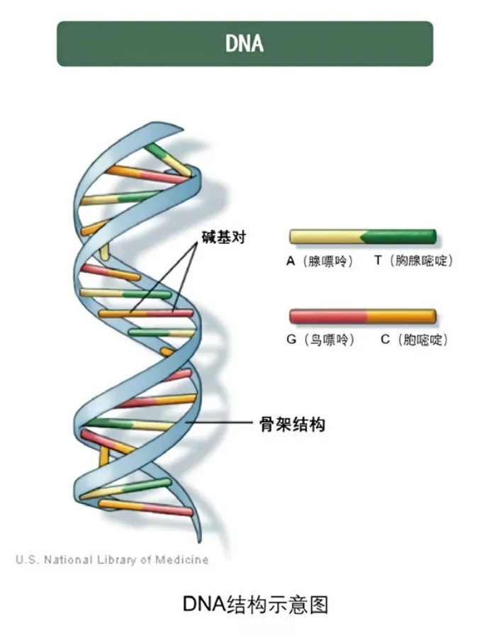 原书插图