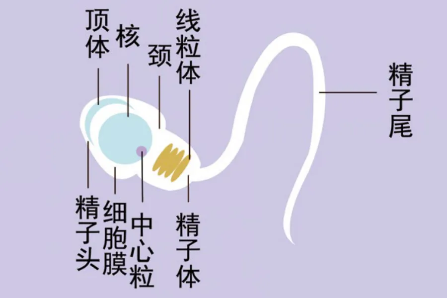 原书插图